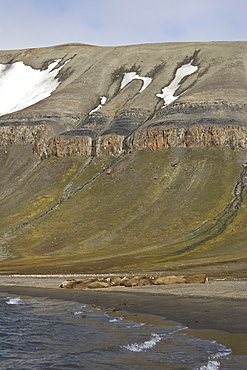 Adult male walrus (Odobenus rosmarus rosmarus) hauled out at Kapp Lee on the western side of EdgeØya (Edge Island) in the Svalbard Archipelago in the Barents Sea, Norway.