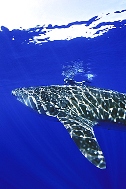 Young Whale Shark (Rhincodon typus) in deep water with snorkeler in the Kealeakahiki Channel near Lanai, Hawaii, USA. Pacific Ocean. Model released.