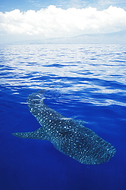 Young Whale Shark (Rhincodon typus) in deep water off Lanai, Hawaii, USA. Pacific Ocean.
(Restricted Resolution - pls contact us)