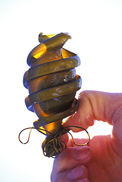 Mexican Horn Shark (Heterodontus mexicanus) egg case held up to the light (detail) in the northern Gulf of California (Sea of Cortez), Mexico.