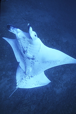 Manta Ray, Manta birostris, following each other, Maui, Hawaii