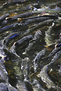 Adult pink salmon (Oncorhynchus gorbuscha) spawning in a stream in southeast Alaska, USA. 