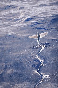 Atlantic flying fish (Cypselurus melanurus) fleeing the bow and taking flight for safety near Ascension Island in the Atlantic Ocean.