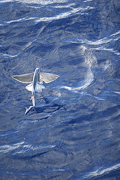 Atlantic flying fish (Cypselurus melanurus) fleeing the bow and taking flight for safety near Ascension Island in the Atlantic Ocean.