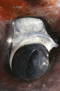 Close-up eye detail from a dissection of a Humbolt Squid (Dosidicus gigas) in the Gulf of California (Sea of Cortez), Mexico.