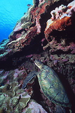 Pacific Green Sea Turtle (Chelonia mydas) resting against coral head off Kapalua, Maui, Hawaii.