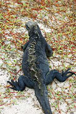 The endemic marine iguana (Amblyrhynchus cristatus) in the Galapagos Island Group, Ecuador