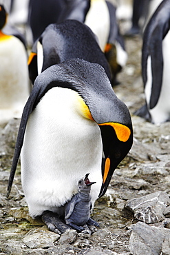 King Penguin (Aptenodytes patagonicus) parent with hungry chick on South Georgia Island, southern Atlantic Ocean.