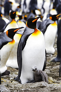 King Penguin (Aptenodytes patagonicus) parent with hungry chick on South Georgia Island, southern Atlantic Ocean.