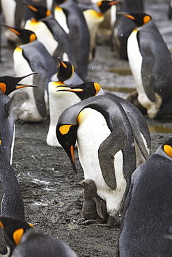 King Penguin (Aptenodytes patagonicus) parent feeding/guarding chick on the beach on South Georgia Island, southern Atlantic Ocean.