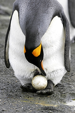 King Penguin (Aptenodytes patagonicus) parent balancing egg on feet to keep it off the cold beach on South Georgia Island, southern Atlantic Ocean.