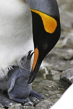 King Penguin (Aptenodytes patagonicus) feeding/guarding chick on South Georgia Island, southern Atlantic Ocean.