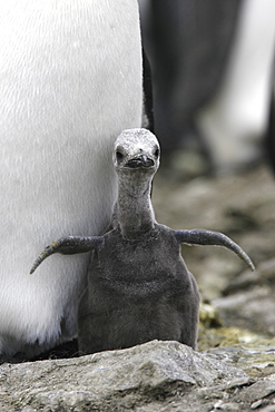 King Penguin (Aptenodytes patagonicus) chick protected by parent on South Georgia Island, southern Atlantic Ocean.