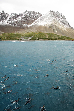 Adult king penguins (Aptenodytes patagonicus) swimming in the clear waters of Right Whale Bay on South Georgia Island, South Atlantic Ocean.