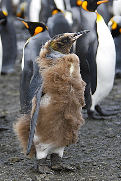 Young king penguin (Aptenodytes patagonicus) molting near colony of nesting animals on Salisbury Plain on South Georgia Island