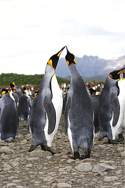 King penguin (Aptenodytes patagonicus) pair in colony of nesting animals  numbering between 70,000 and 100,000 nesting pairs on Salisbury Plain on South Georgia Island, South Atlantic Ocean.