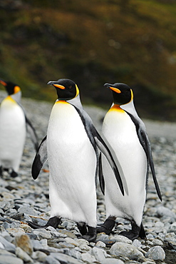 King penguins (Aptenodytes patagonicus) walking on the beach near a colony of nesting animals  numbering about 7,000 nesting pairs at Fortuna Bay on South Georgia Island, South Atlantic Ocean.