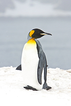 Lone adult king penguin (Aptenodytes patagonicus) among colonies of both gentoo and chinstrap penguins on Barrentos Island, Aitcho Island Group, South Shetland Islands, Antarctica