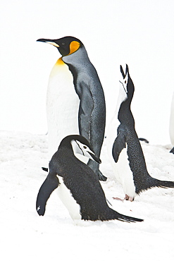 Lone adult king penguin (Aptenodytes patagonicus) among colonies of both gentoo and chinstrap penguins on Barrentos Island, Aitcho Island Group, South Shetland Islands, Antarctica