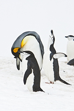 Lone adult king penguin (Aptenodytes patagonicus) among colonies of both gentoo and chinstrap penguins on Barrentos Island, Aitcho Island Group, South Shetland Islands, Antarctica