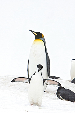 Lone adult king penguin (Aptenodytes patagonicus) among colonies of both gentoo and chinstrap penguins on Barrentos Island, Aitcho Island Group, South Shetland Islands, Antarctica