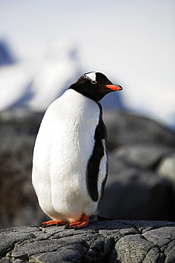 Adult Gentoo Penguin (Pygoscelis papua) on the Antarctic Peninsula.