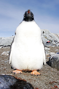 Gentoo Penguin chick (Pygoscelis papua) fledging on the beach in Antarctica.