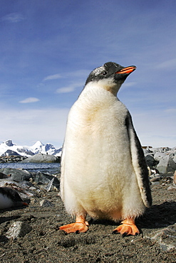 Gentoo Penguin chick (Pygoscelis papua) fledging on the beach in Antarctica.