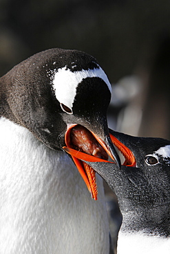 Gentoo Penguin (Pygoscelis papua) chick being fed by parent in Antarctica.