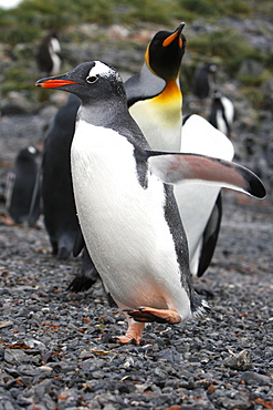 Gentoo penguin (Pygoscelis papua) on the beach at Prion Island in the Bay of Isles on South Georgia Island, South Atlantic Ocean.