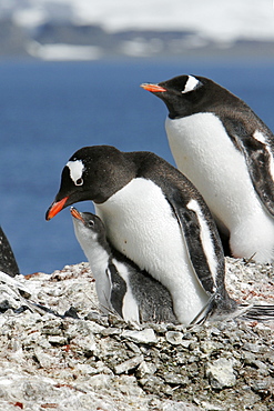 Gentoo penguin (Pygoscelis papua) parent feeding two downy chick in the Aitcho Island Group near the Antarctic Peninsula.