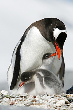 Gentoo penguin (Pygoscelis papua) parent with two downy chicks on Pleneau Island, near the Antarctic Peninsula.