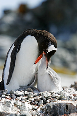 Gentoo penguin (Pygoscelis papua) parent feeding downy chick on Pleneau Island, near the Antarctic Peninsula.