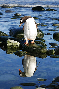 Adult gentoo penguin (Pygoscelis papua) returning from the sea reflected in a tidepool on Elephant Island in the South Shetland Island Group, Antarctica.