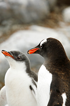 Gentoo penguin (Pygoscelis papua) parent feeding downy chick on Jougla Point, Wiencke Island, near the Antarctic Peninsula.