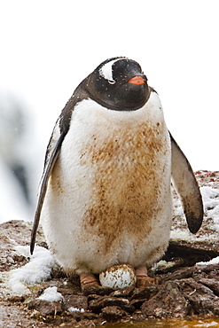 Adult gentoo penguins (Pygoscelis papua) nesting an egg on Petermann Island, Antarctica