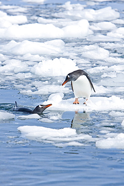 Adult gentoo penguins (Pygoscelis papua) swimming and playing on small growlers in Neko Harbour in Andvord Bay, Antarctica