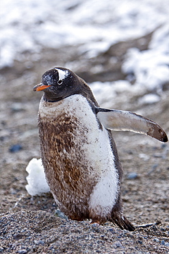 A VERY dirty (mud and feces) adult gentoo penguin (Pygoscelis papua) in Neko Harbour in Andvord Bay, Antarctica