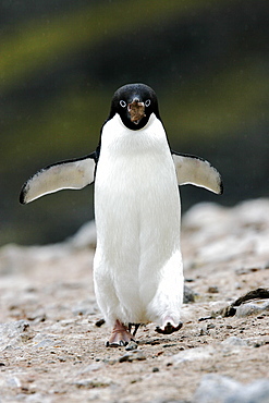 Adult Adelie Penguin (Pygoscelis adeliae) stealing rocks for a nest near the Antarctic Peninsula. 