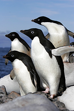 Four adult Adelie penguins (Pygoscelis adeliae) preparing to return to the sea to feed on Paulet Island on the Northeast side of the Antarctic Peninsula.