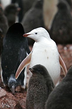 A leucistic adult Adelie penguin (Pygoscelis adeliae) on Devil Island on the Northeast side of the Antarctic Peninsula