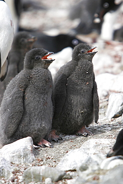 Adelie penguin (Pygoscelis adeliae)  "normal" colored chicks, the parent is a leucistic adult on Devil Island near the Antarctic Peninsula