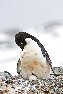 Adult Adelie penguin (Pygoscelis adeliae) sitting on an egg on breeding colony on Petermann Island, Antarctica