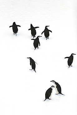 Adult chinstrap penguins (Pygoscelis antarctica) on icebergs in the South Orkney Island Group, Antarctica.