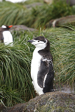 A lone molting adult chinstrap penguin (Pygoscelis antarctica) in tussock grass on Prion Island in the Bay of Isles near South Georgia Island, South Atlantic Ocean.