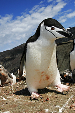 Curious adult chinstrap penguin (Pygoscelis antarctica) inspects the camera on Deception Island, Antarctica.