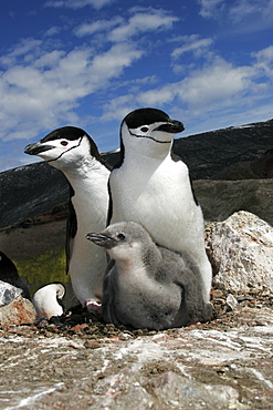 Chinstrap penguin (Pygoscelis antarctica) parents with chick high on the caldera rim on Deception Island, Antarctica.