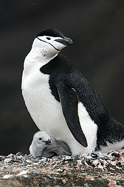 Chinstrap penguin (Pygoscelis antarctica) parent with downy chick on Deception Island, Antarctic Peninsula.