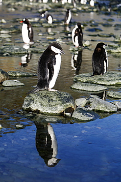 Adult chinstrap penguin (Pygoscelis antarctica) reflected in calm tidal water after returning from the sea to feed its chicks on Elephant Island, Antarctica.