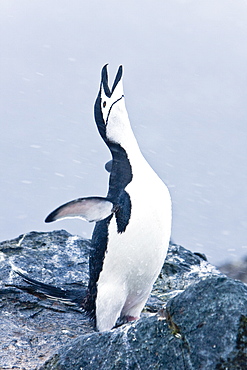 Adult chinstrap penguin (Pygoscelis antarctica) braying in a breeding colony in a snowstorm on Half Moon Island near Livingston Island in the South Shetland Islands near the Antarctic Peninsula